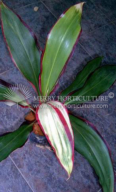 Cordyline hawaii